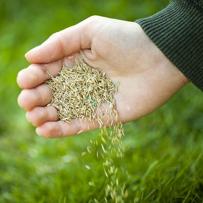 Rasensamen-Grassamen-Grassaaten-kaufen-Rasensaat-Zierrasensamen-Welchen-Rasensamen-kaufen-bester-400-x-400-Vorschaubildmd5Lk8g4JBqAN