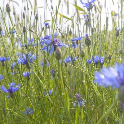 Blumenwiese-Samen-saehen-saeen-pflanzen-anlegen-maehen-Blumenwiesen-anlegen-kaufen-test-2-min