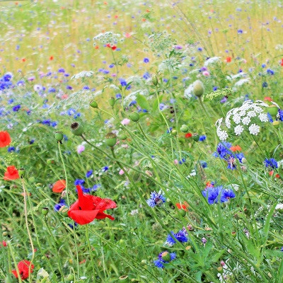 Rasensorten-Grassorten-Grasarten-Gras-Arten-Bilder-Rasen-Sorten-Sasensamen-Sorten-erkennen-Rasengraeser-400-x-400
